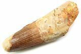 Fossil Spinosaurus Tooth - Feeding Worn Tooth #357758-1